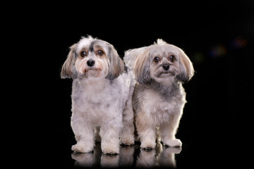 Studio shot of two adorable Havanese dog