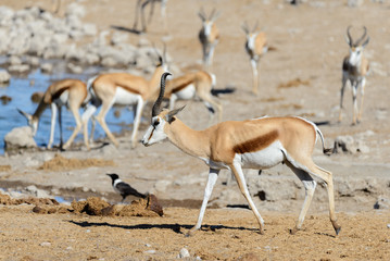 Wild springbok antelopes in the African savanna