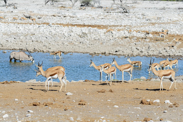 Wild springbok antelopes in the African savanna