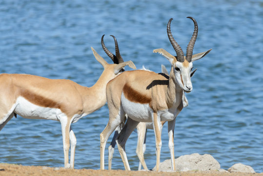 Wild springbok antelopes in the African savanna