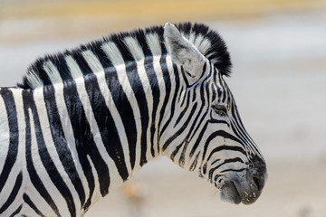 Fototapeta na wymiar Zebra's head close up