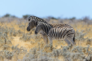 Fototapeta na wymiar Wild zebra mother with cub walking in the African savanna