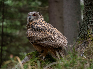 Eurasian eagle-owl (Bubo Bubo) in forest on the ground. Eurasian eagle owl sitting under the tree.