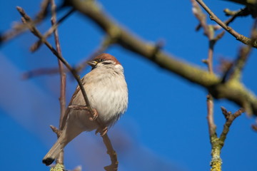 Spatz in Xanten