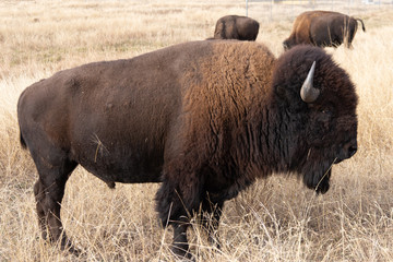 Buffalo in Profile