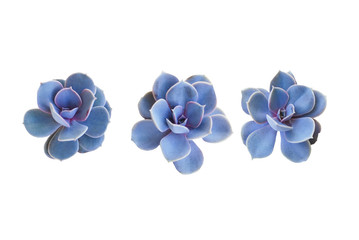 Fototapeta na wymiar Succulents plant isolated. three blue flowers plant on white background. Design element for greeting cards, spring background or gardening. 
