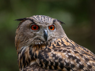 Eurasian eagle-owl (Bubo Bubo) in forest on the ground. Eurasian eagle owl sitting under the tree.