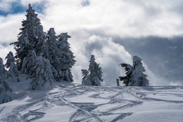 Skispuren im Schnee mit Bäumen