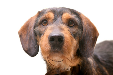 Portrait of an adorable mixed breed dog