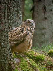 Eurasian eagle-owl (Bubo Bubo) in forest on the ground. Eurasian eagle owl sitting under the tree.