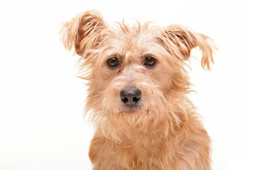 Portrait of an adorable mixed breed dog