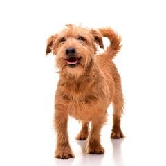 Studio shot of an adorable mixed breed dog