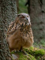 Eurasian eagle-owl (Bubo Bubo) in forest on the ground. Eurasian eagle owl sitting under the tree.