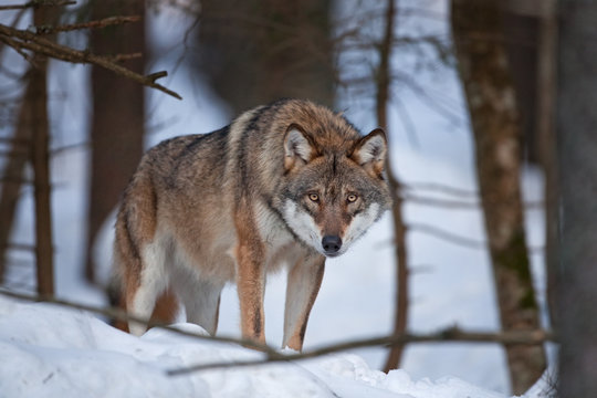 gray wolf, grey wolf, canis lupus
