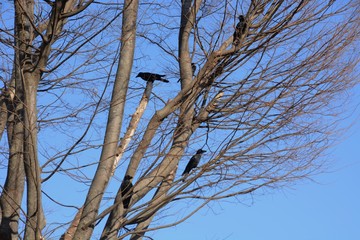 Crows are said to be the most intelligent among birds.