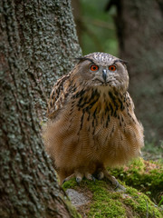 Eurasian eagle-owl (Bubo Bubo) in forest on the ground. Eurasian eagle owl sitting under the tree.
