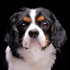 Portrait of an adorable Cavalier King Charles Spaniel