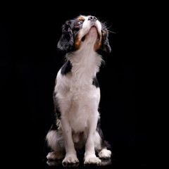 Studio shot of an adorable Cavalier King Charles Spaniel