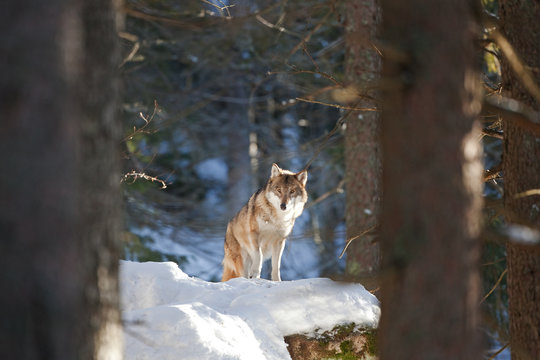 gray wolf, grey wolf, canis lupus