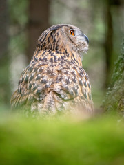 Eurasian eagle-owl (Bubo Bubo) in forest on the ground. Eurasian eagle owl sitting under the tree.