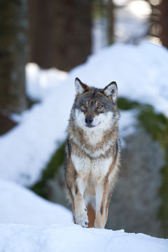 gray wolf, grey wolf, canis lupus
