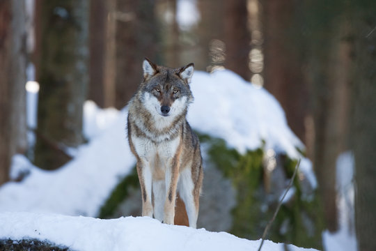 gray wolf, grey wolf, canis lupus