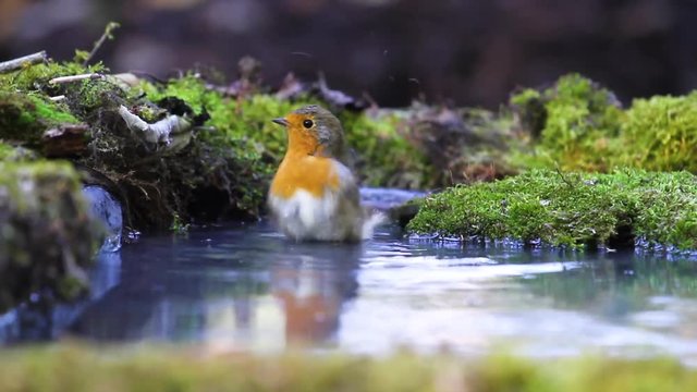 robin bathed in the forest pool