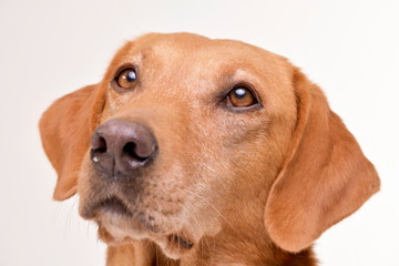 Portrait of an adorable mixed breed dog