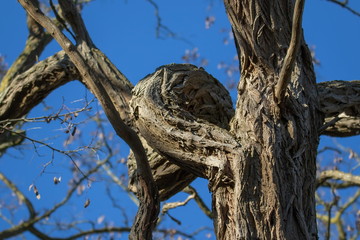durch  wind und wetter gekrümmter Ast