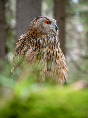 Eurasian eagle-owl (Bubo Bubo) in forest on the ground. Eurasian eagle owl sitting under the tree.