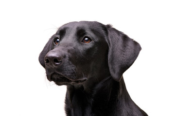 Fototapeta premium Portrait of an adorable Labrador retriever