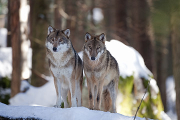 gray wolf, grey wolf, canis lupus