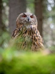 Eurasian eagle-owl (Bubo Bubo) in forest on the ground. Eurasian eagle owl sitting under the tree.