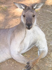 Kangarro of Australia. Ayers Rock zone
