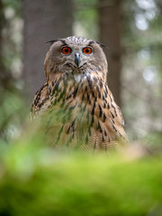 Eurasian eagle-owl (Bubo Bubo) in forest on the ground. Eurasian eagle owl sitting under the tree.