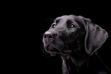 Portrait of an adorable Labrador retriever - 246484514