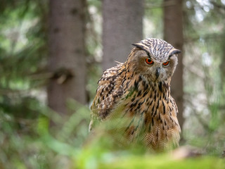 Eurasian eagle-owl (Bubo Bubo) in forest on the ground. Eurasian eagle owl sitting under the tree.