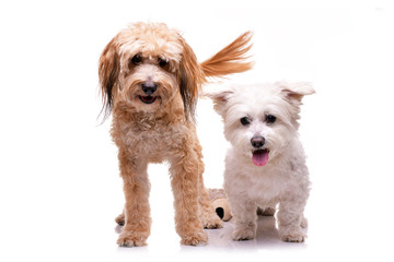 Studio shot of two adorable mixed breed dog
