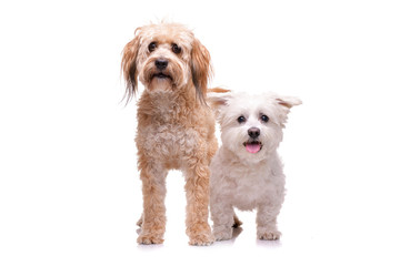 Studio shot of two adorable mixed breed dog