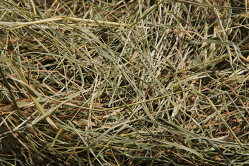 Hay bedding. Dry grass. Natural underlay. Original background.