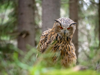 Eurasian eagle-owl (Bubo Bubo) in forest on the ground. Eurasian eagle owl sitting under the tree.