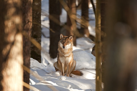 gray wolf, grey wolf, canis lupus