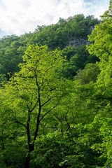 Obraz premium High cliffs with a thick green forest on the slopes.