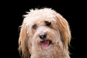 Portrait of an adorable mixed breed dog