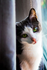 Petit chat aux yeux verts regardant par la fenetre