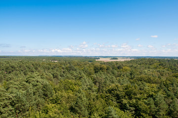  The forest is located in poland