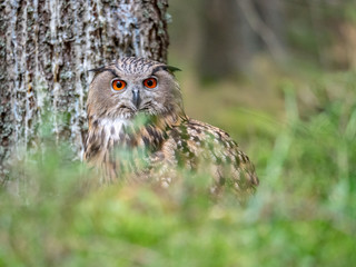 Eurasian eagle-owl (Bubo Bubo) in forest on the ground. Eurasian eagle owl sitting under the tree.