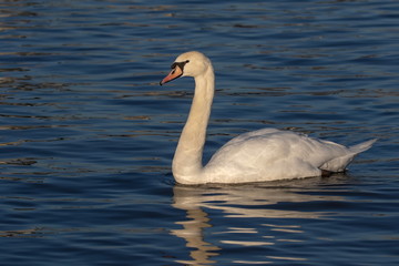 Höckerschwan an der Fähre Hitdorf Langel