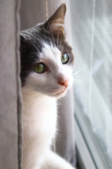 Petit chat aux yeux verts regardant par la fenetre