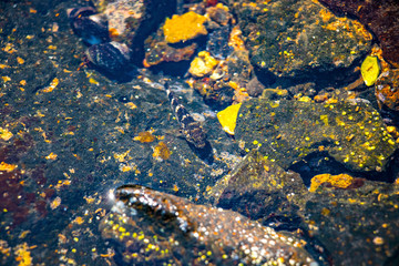 Black stone fish, seashells and volcanic stones in the water as a background